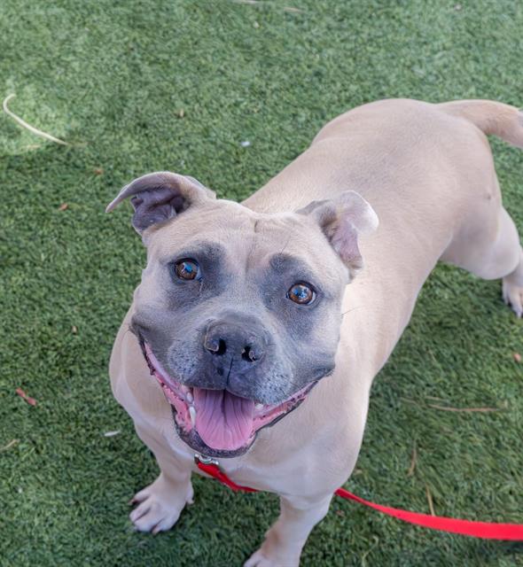 adoptable Dog in Las Vegas, NV named MOCHA DIAMOND