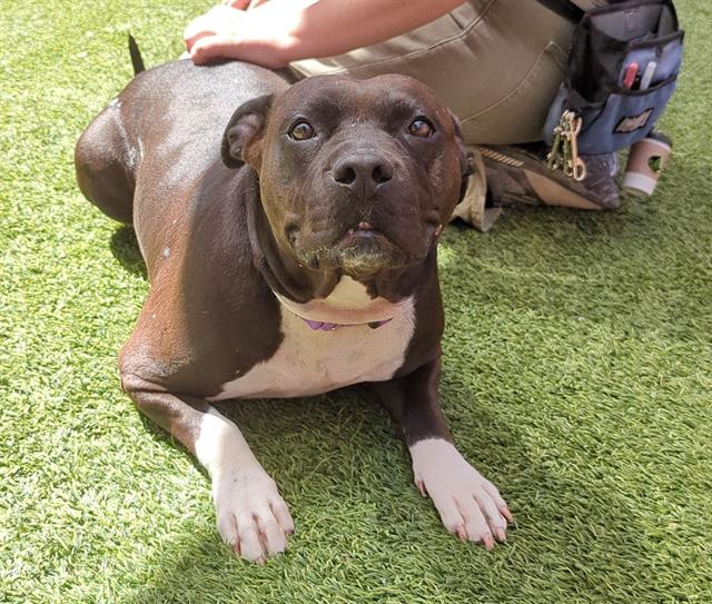 adoptable Dog in Las Vegas, NV named SOS