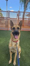 adoptable Dog in Las Vegas, NV named *DAISY