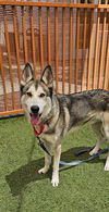 adoptable Dog in Las Vegas, NV named *ROSS