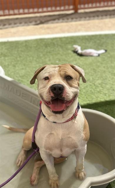 adoptable Dog in Las Vegas, NV named *CARTER