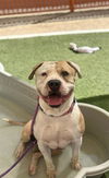 adoptable Dog in , NV named *CARTER