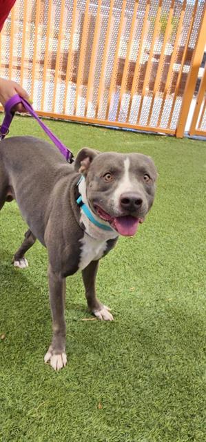 adoptable Dog in Las Vegas, NV named *PIRATE