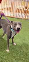 adoptable Dog in Las Vegas, NV named *PIRATE