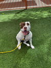 adoptable Dog in Las Vegas, NV named *ARCEE