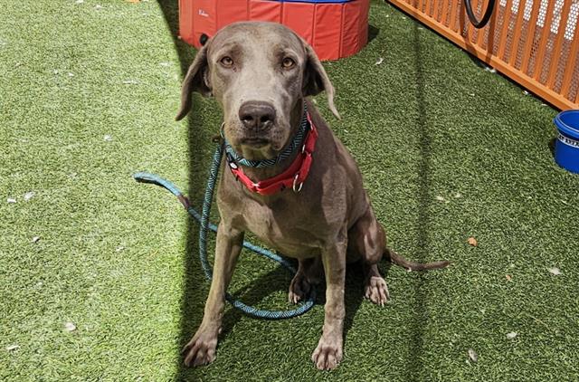 adoptable Dog in Las Vegas, NV named ZEKE