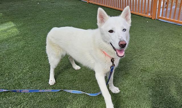 adoptable Dog in Las Vegas, NV named *LILAC