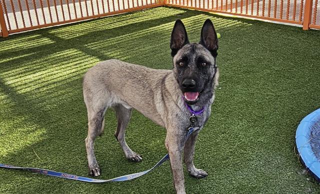 adoptable Dog in Las Vegas, NV named ALPHA