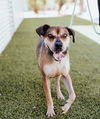 adoptable Dog in , NV named *MARVIN