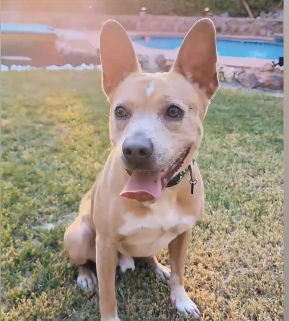 adoptable Dog in Las Vegas, NV named *PEANUT BUTTER