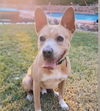 adoptable Dog in Las Vegas, NV named *PEANUT BUTTER