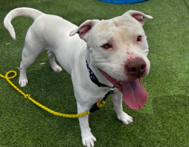 adoptable Dog in Las Vegas, NV named *CORY