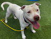 adoptable Dog in Las Vegas, NV named *CORY