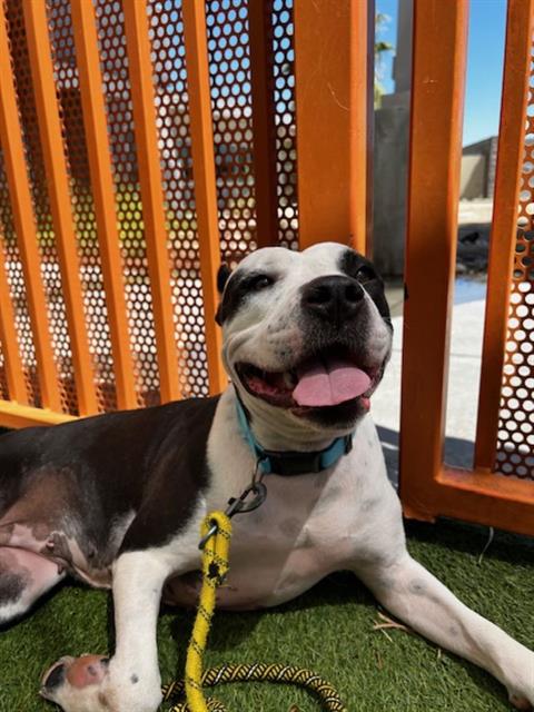 adoptable Dog in Las Vegas, NV named VAQUITA