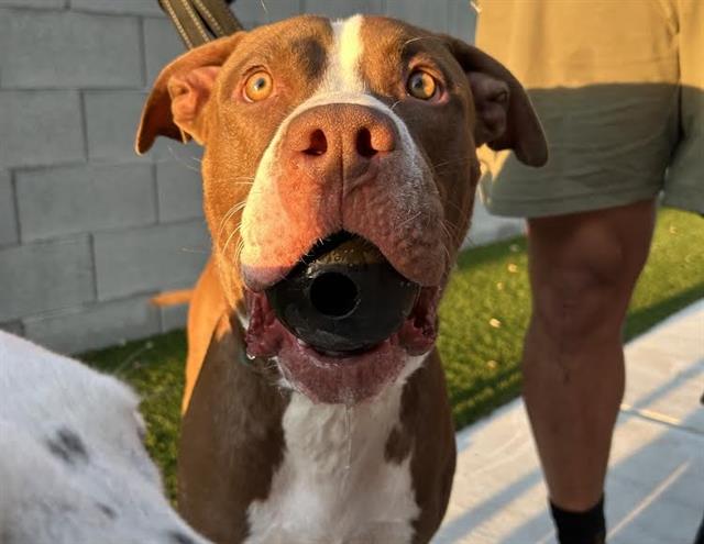 adoptable Dog in Las Vegas, NV named *BAXTER