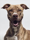 adoptable Dog in , NV named APOLLO