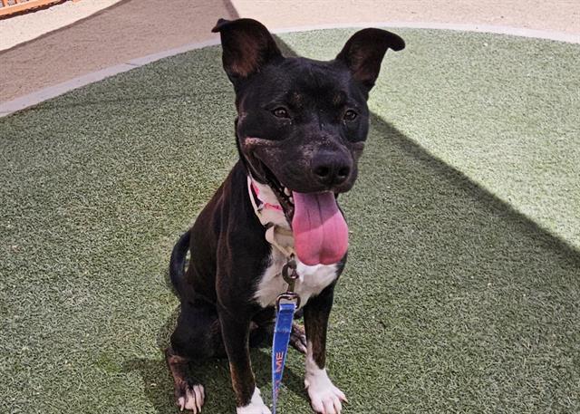 adoptable Dog in Las Vegas, NV named *SOCKS