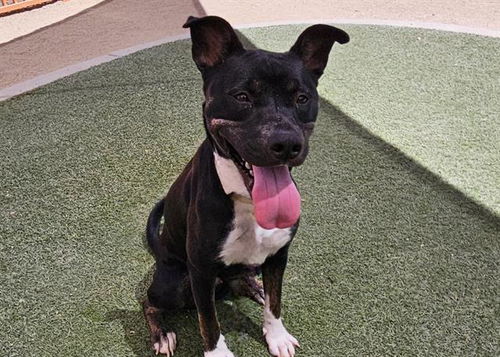 picture of the dog needing adoption