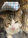 adoptable Cat in , NV named *ARCHIE