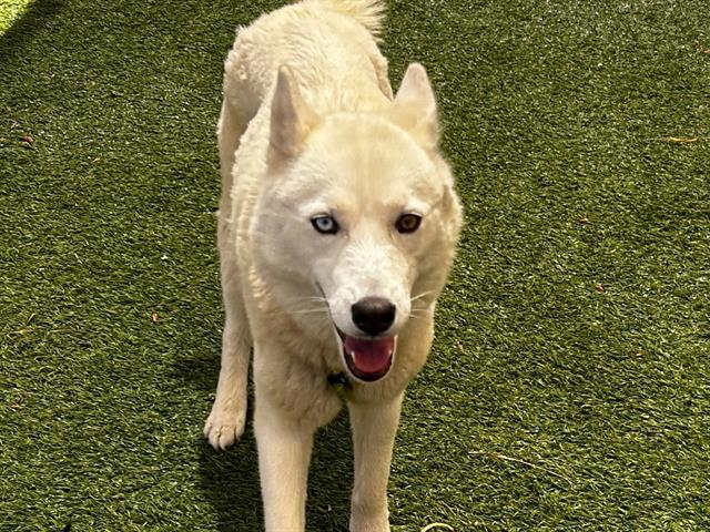 adoptable Dog in Las Vegas, NV named *IZZY