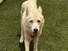 adoptable Dog in , NV named *IZZY