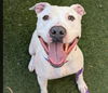 adoptable Dog in Las Vegas, NV named POPPAS