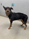 adoptable Dog in , NV named BRUNO