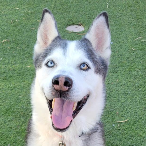 adoptable Dog in Las Vegas, NV named *LINCOLN