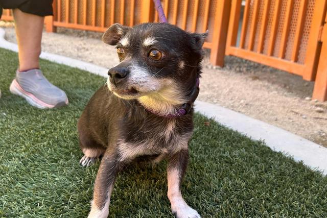 adoptable Dog in Las Vegas, NV named *JAVIER