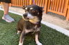 adoptable Dog in , NV named *JAVIER