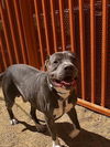 adoptable Dog in , NV named *TODD