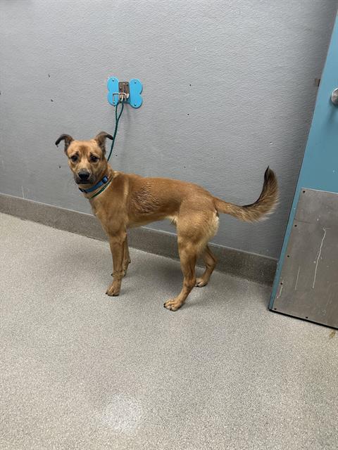 adoptable Dog in Las Vegas, NV named *COLE