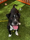 adoptable Dog in , NV named RAVEN