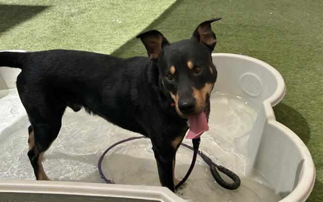 adoptable Dog in Las Vegas, NV named *RENEGADE