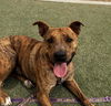 adoptable Dog in , NV named KAPONE