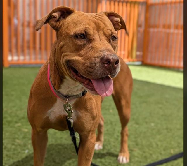 adoptable Dog in Las Vegas, NV named ALICE