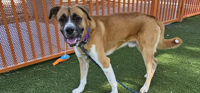 adoptable Dog in Las Vegas, NV named *EAGLE