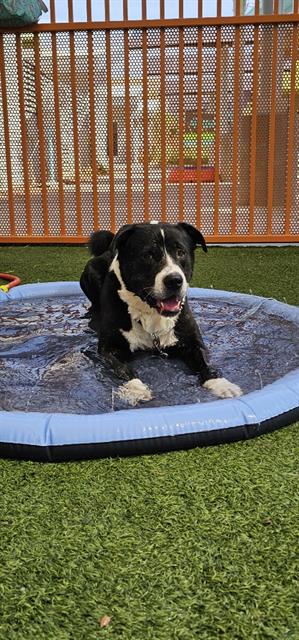 adoptable Dog in Las Vegas, NV named *MARK