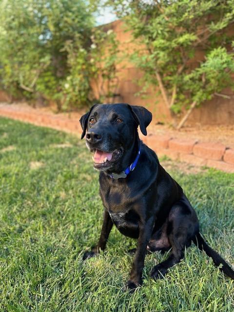 adoptable Dog in Las Vegas, NV named *HAPPY