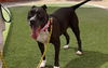 adoptable Dog in , NV named *QUEENIE