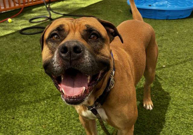 adoptable Dog in Las Vegas, NV named *CHOCO