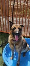 adoptable Dog in , NV named CHACO