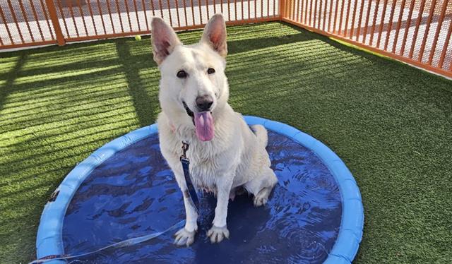 adoptable Dog in Las Vegas, NV named *KAROL