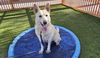 adoptable Dog in , NV named *KAROL