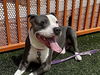 adoptable Dog in Las Vegas, NV named *VINNIE