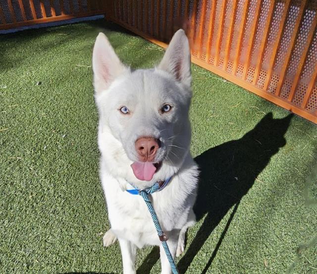 adoptable Dog in Las Vegas, NV named ARMANI