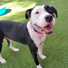 adoptable Dog in Las Vegas, NV named *TIGERLILY