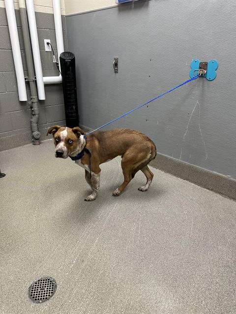 adoptable Dog in Las Vegas, NV named *BARON