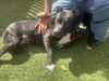 adoptable Dog in Las Vegas, NV named *LIZZY