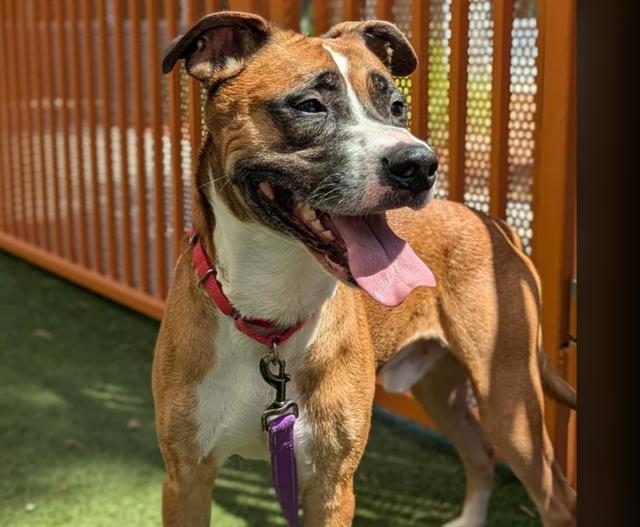 adoptable Dog in Las Vegas, NV named BOSA